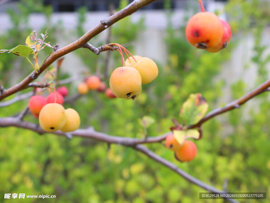 枝头硕果累累的诱人果实