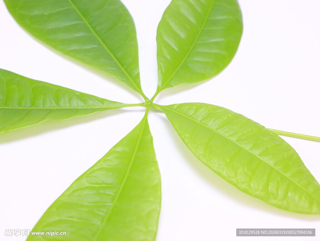 嫩绿四叶草叶片特写