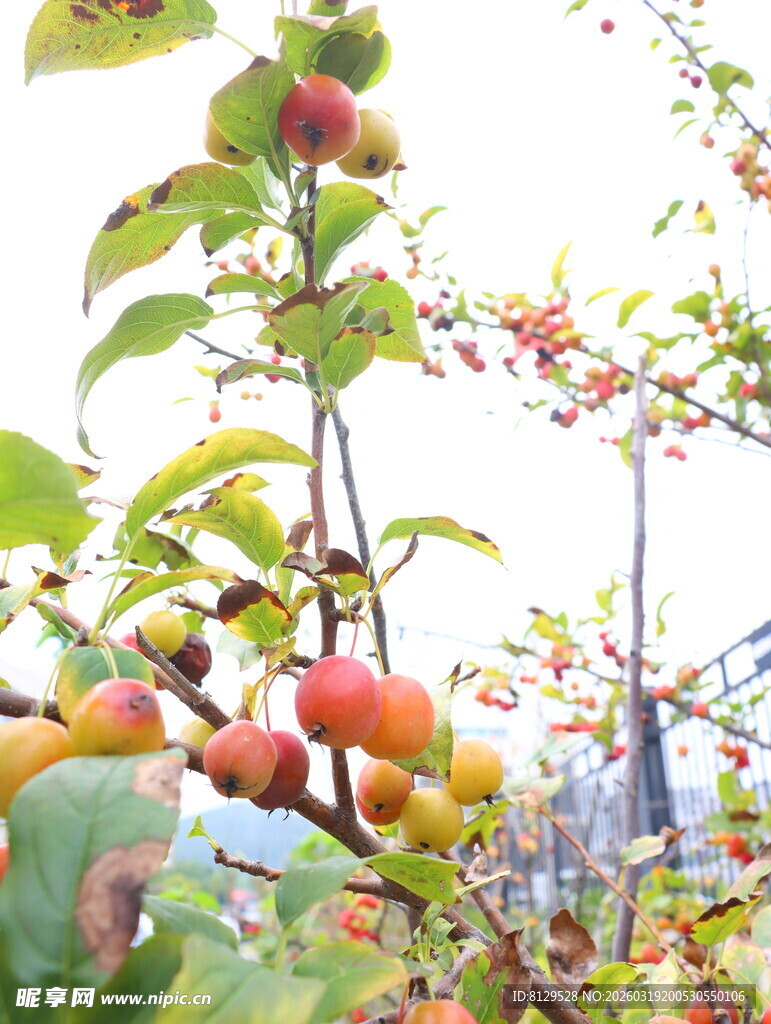 枝头硕果累累的苹果树