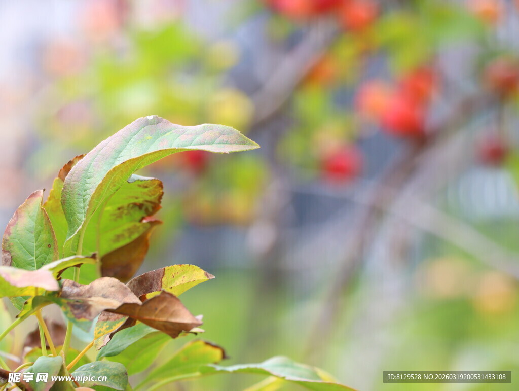 秋日枝头的斑斓绿叶