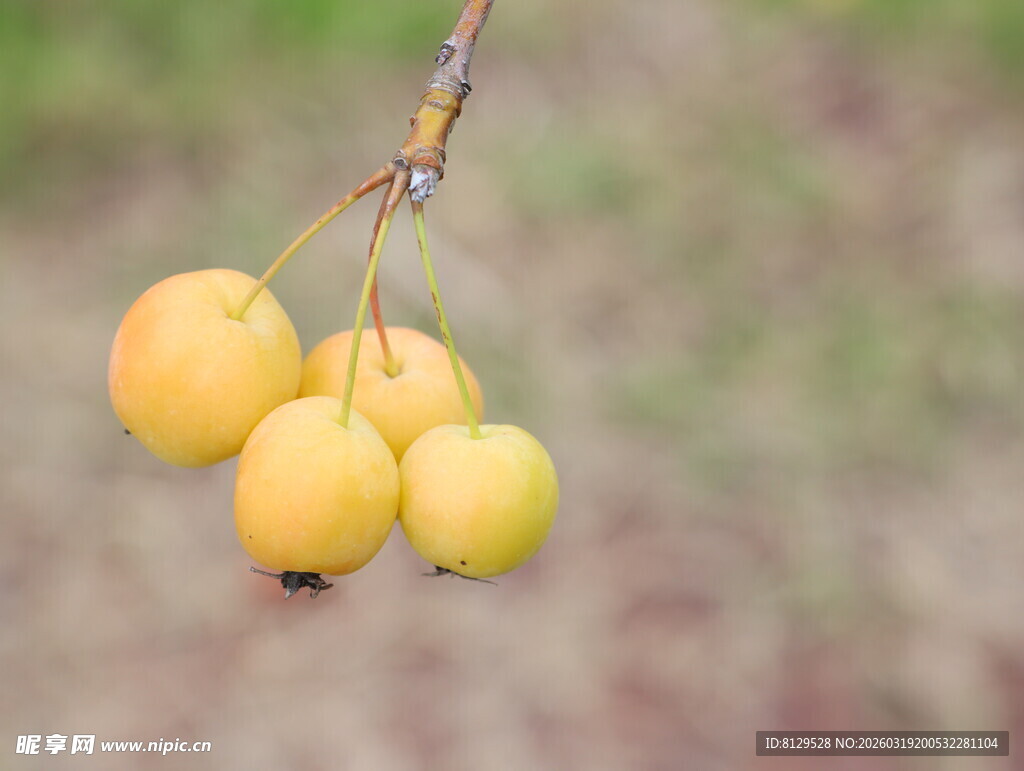 枝头黄果清新自然景致
