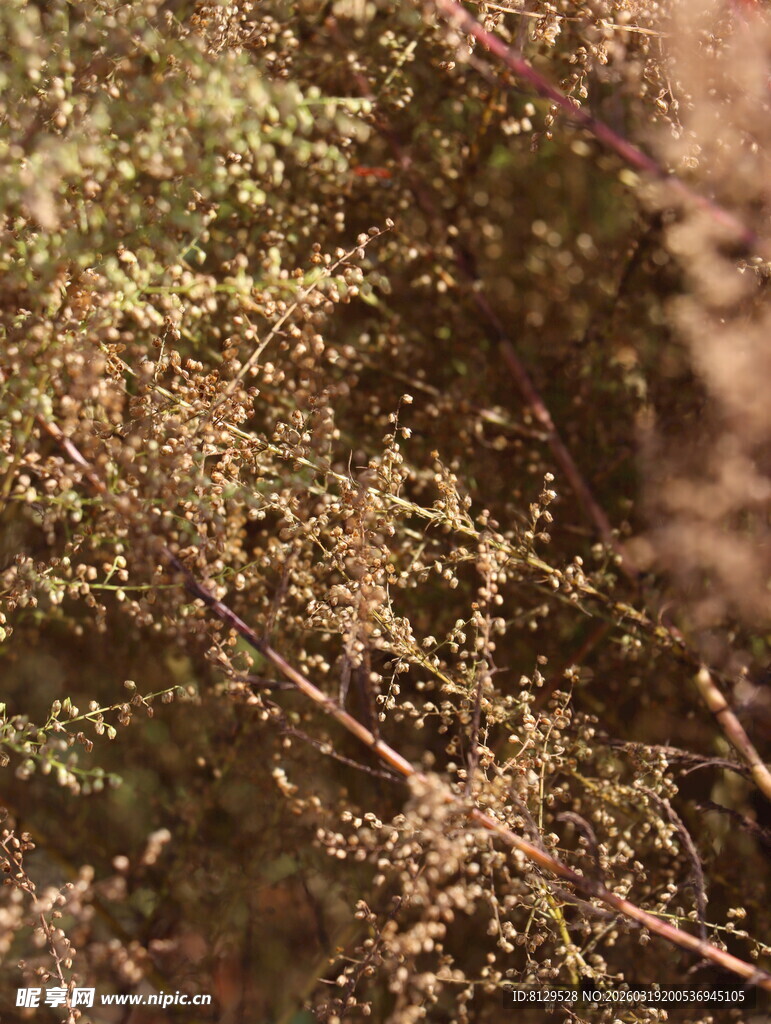 地面上的杂乱植物