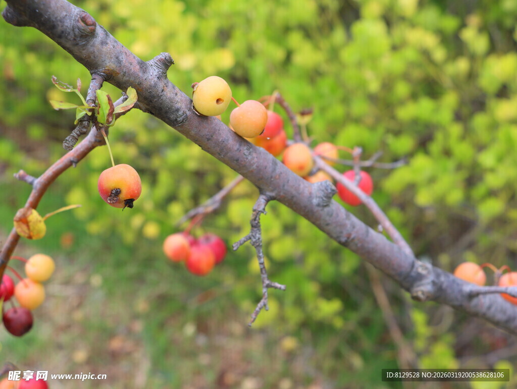 枝头硕果累累的诱人果实
