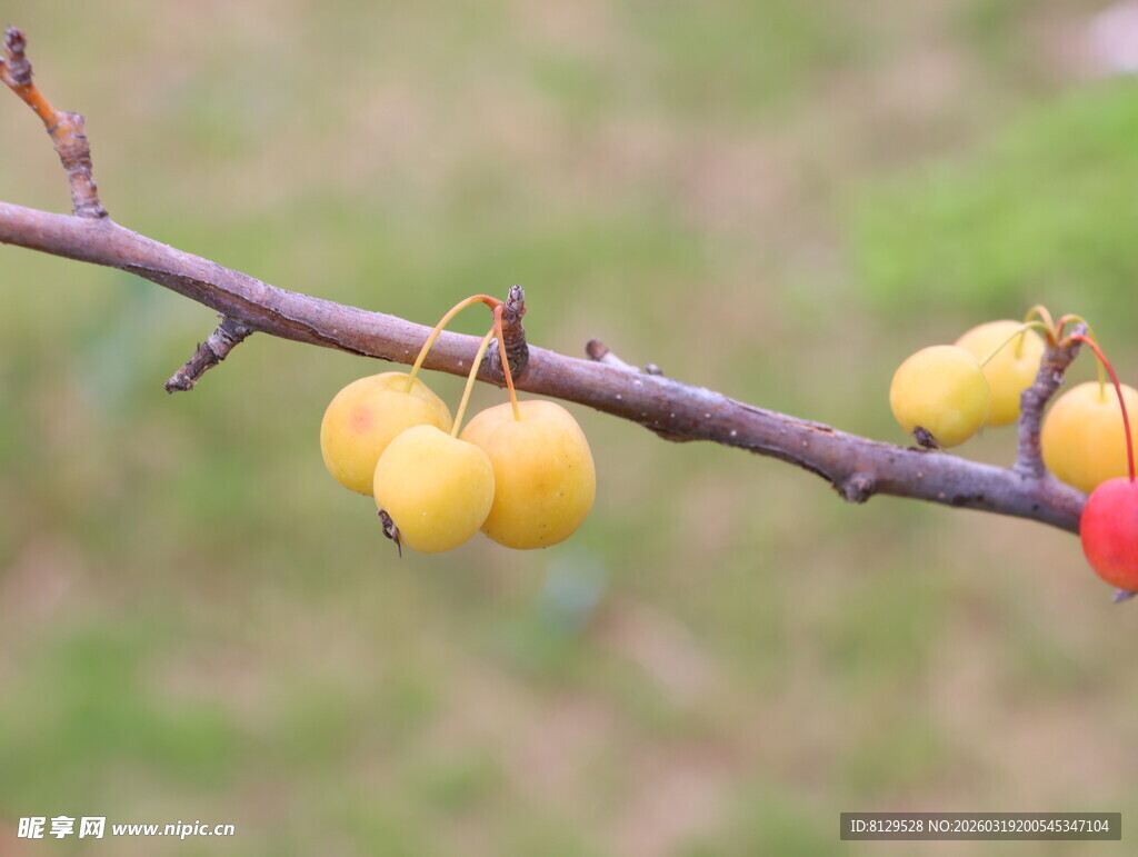 枝头黄果与红果