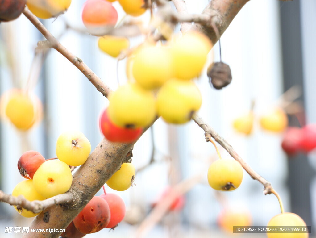 枝头多彩果实挂