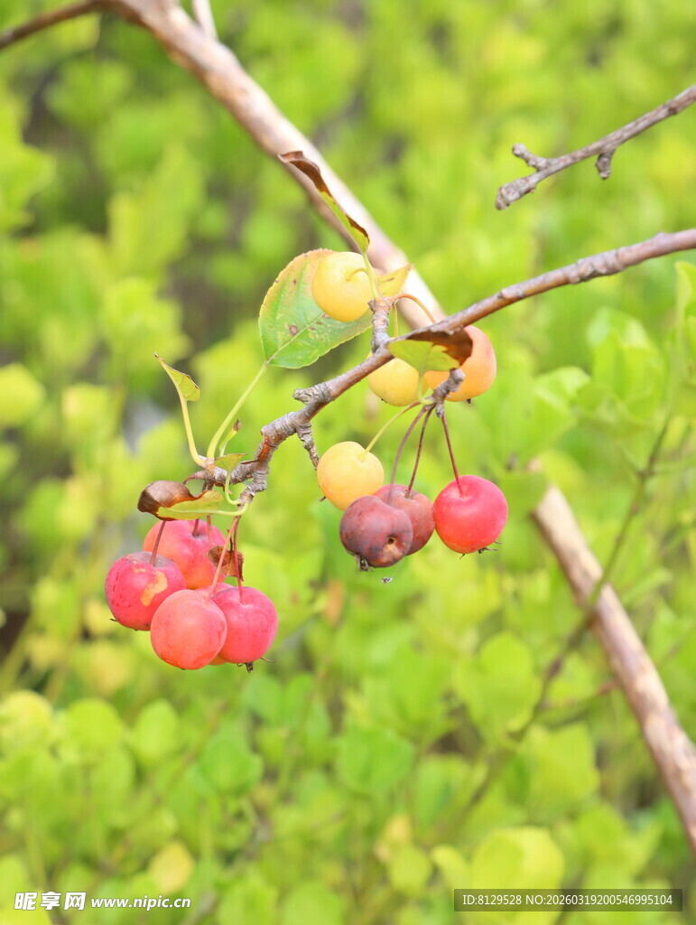 枝头红果挂绿叶间