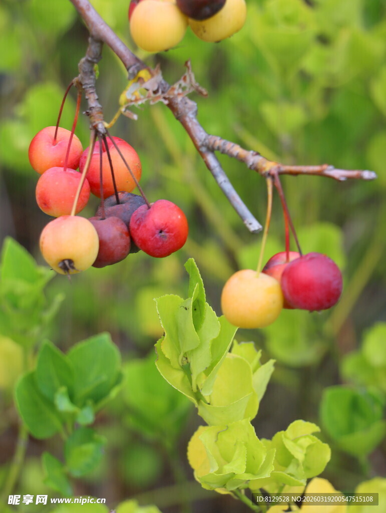 枝头多彩果实