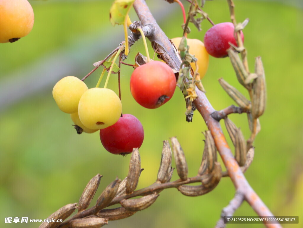 枝头多彩小果实