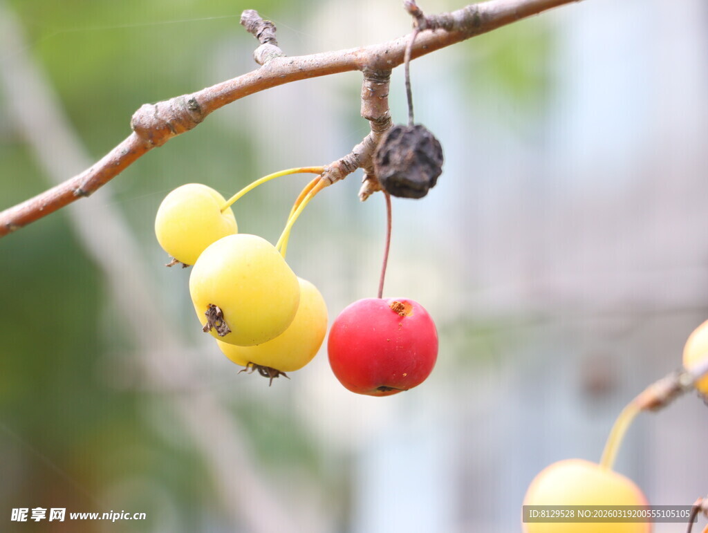 枝头红黄果实挂