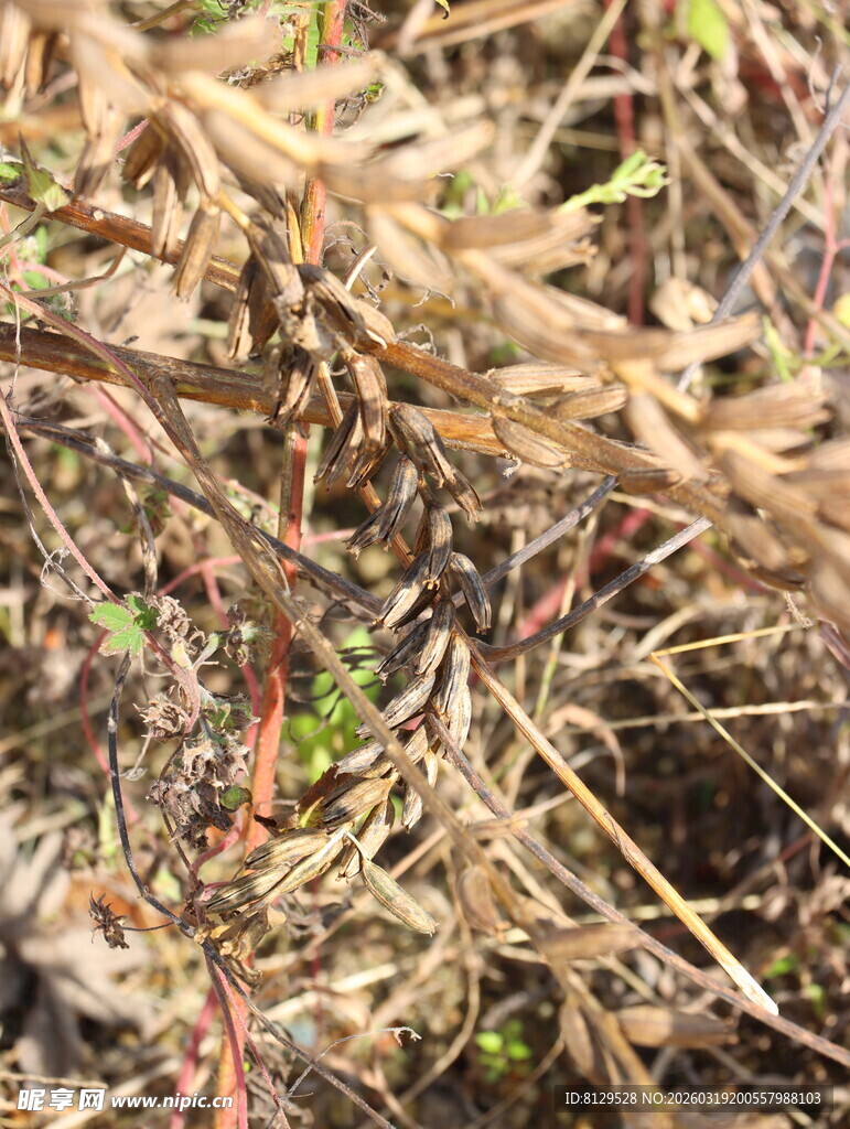 枯黄杂草中的零星绿意