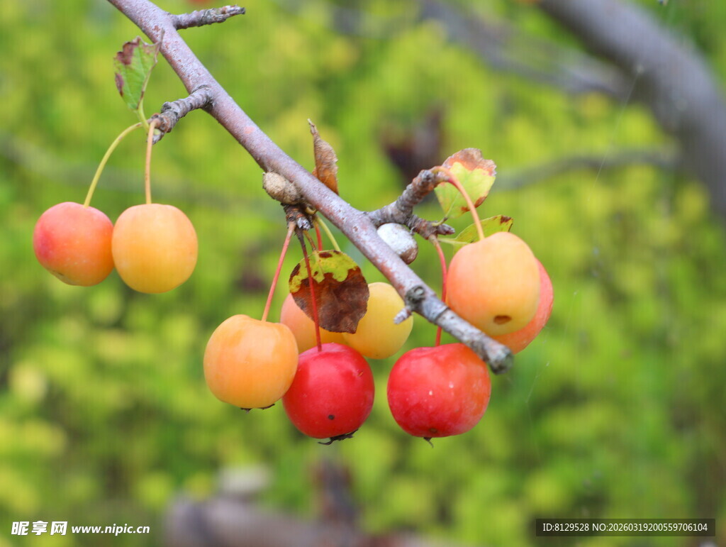 枝头多彩果实诱人