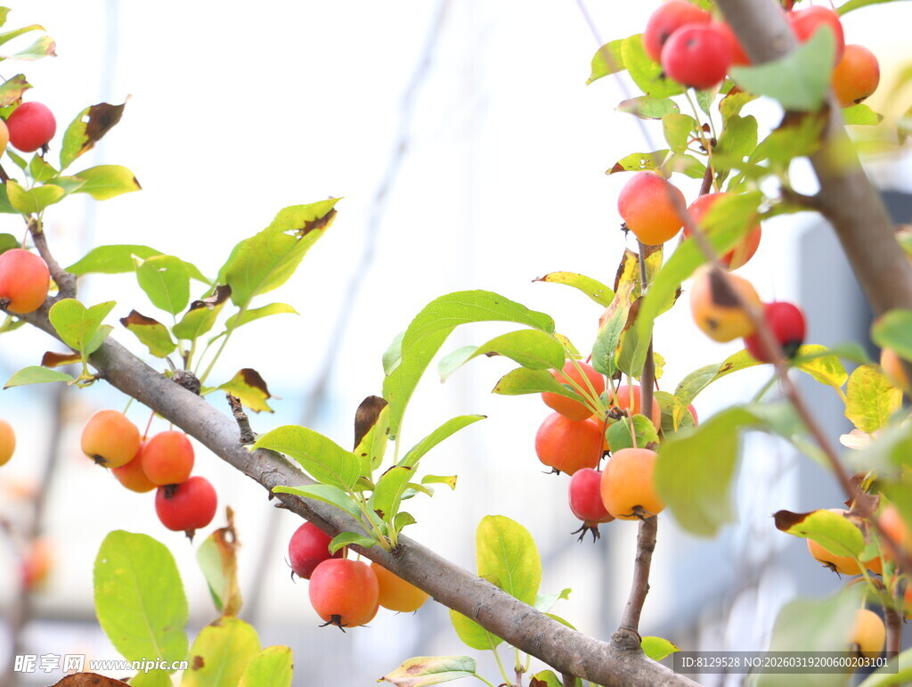枝头红果绿叶相衬