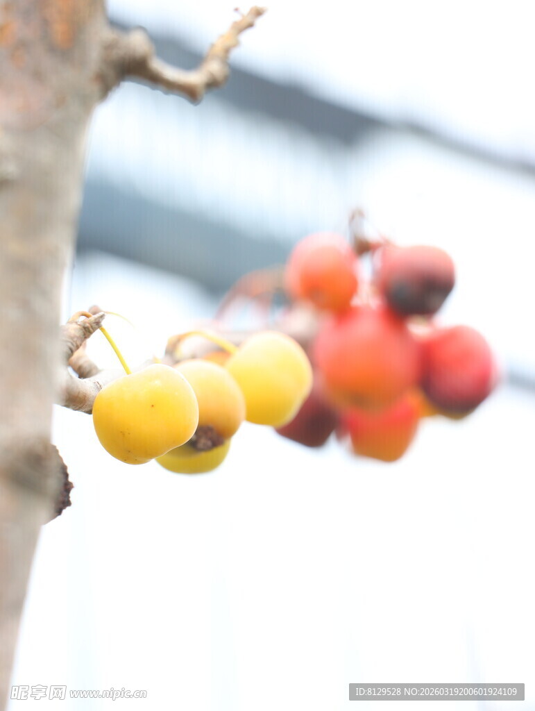 枝头挂着多彩柿子