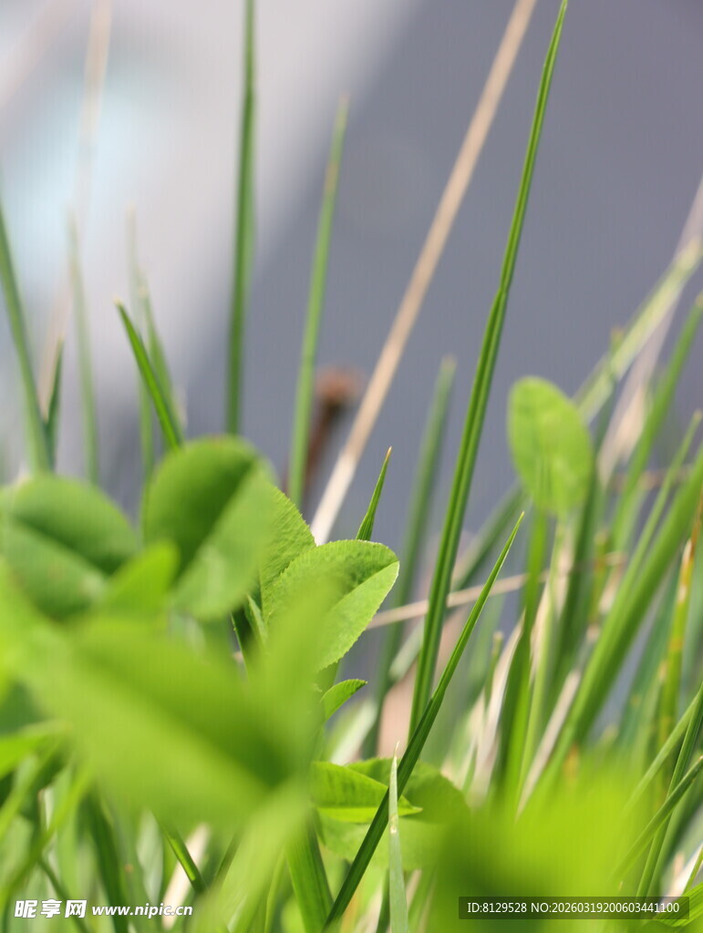 嫩绿草丛中的清新景致