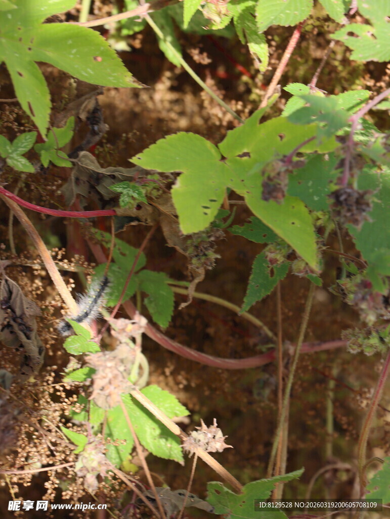 绿叶间的野生植物