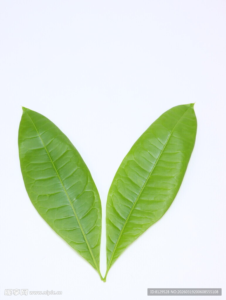 心形绿叶展现自然之美