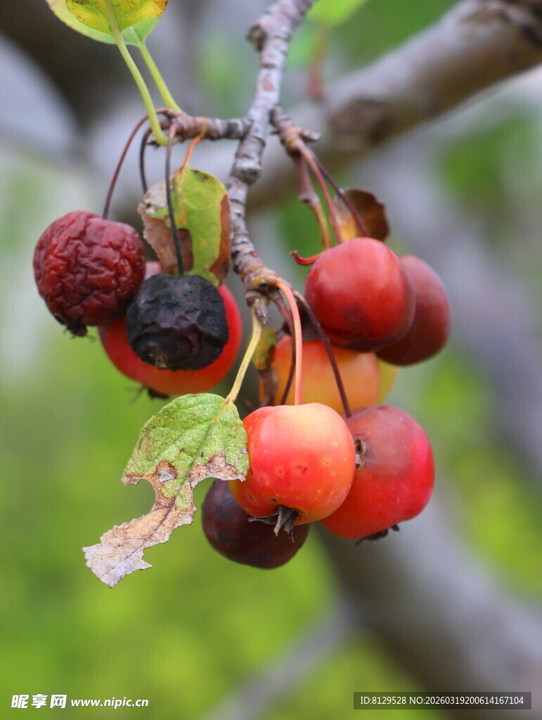 枝头挂着的多彩成熟果实