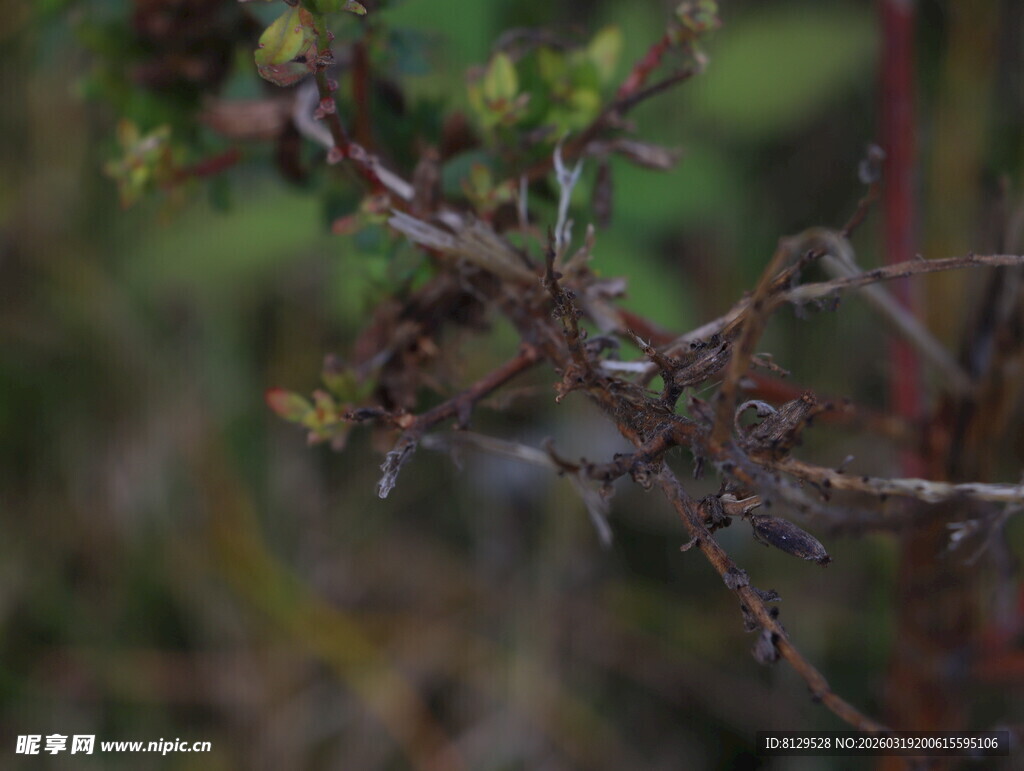 带刺植物枝干特写