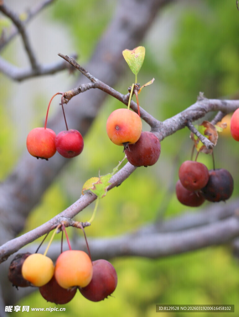 枝头多彩果实诱人