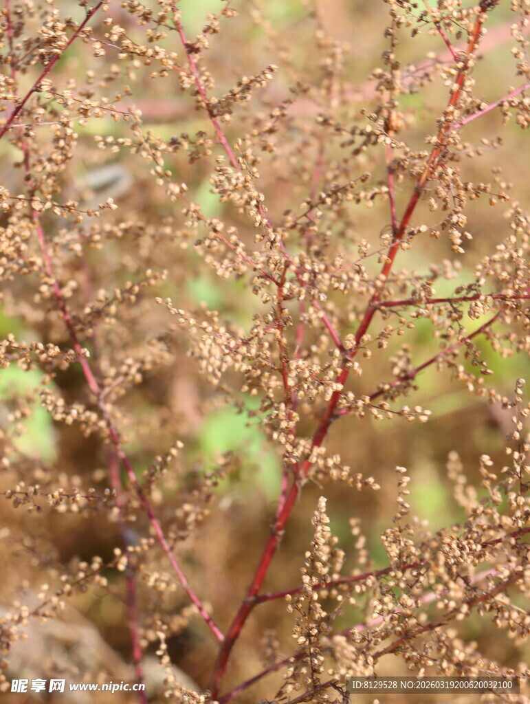 秋日红茎植物特写