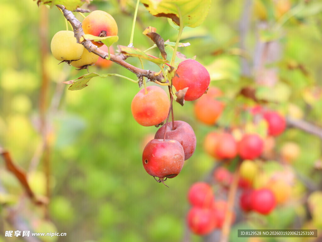 枝头红果秋日鲜果景象
