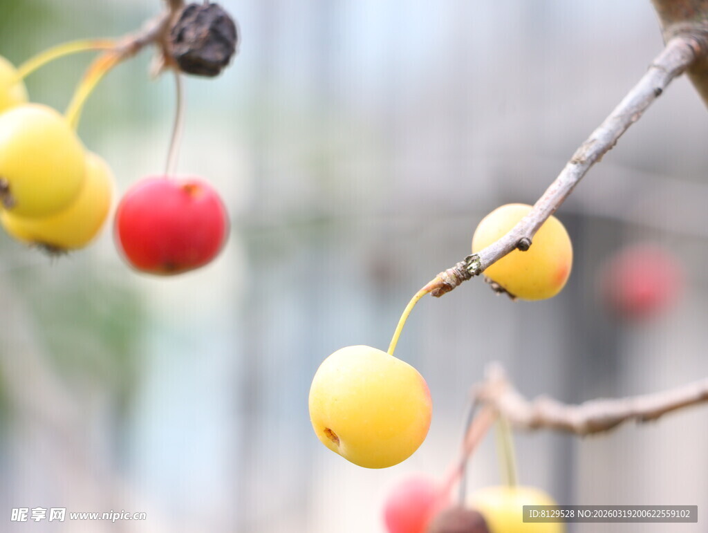 枝头红黄果实挂