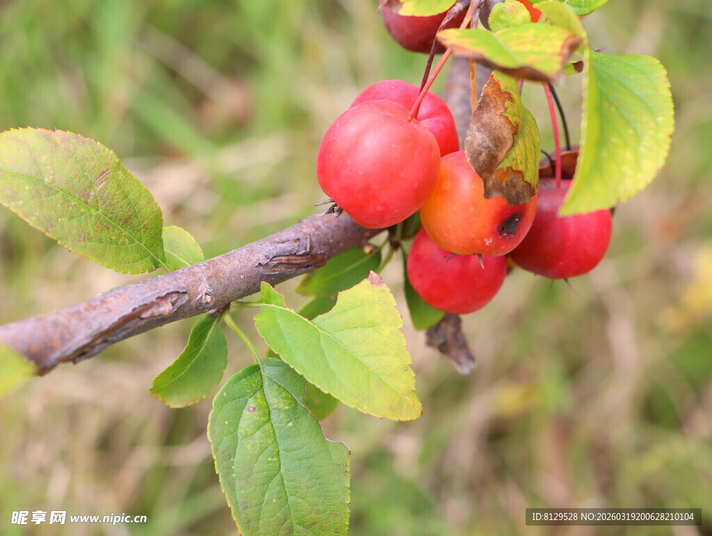 枝头红果绿叶相映成趣