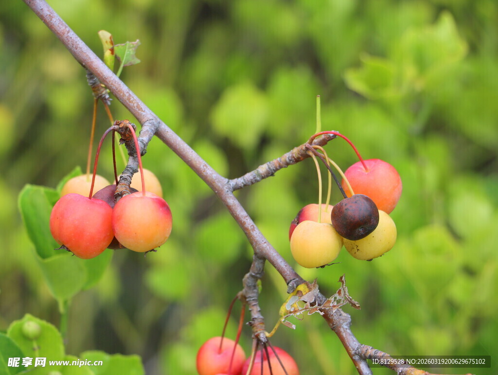枝头彩色果实