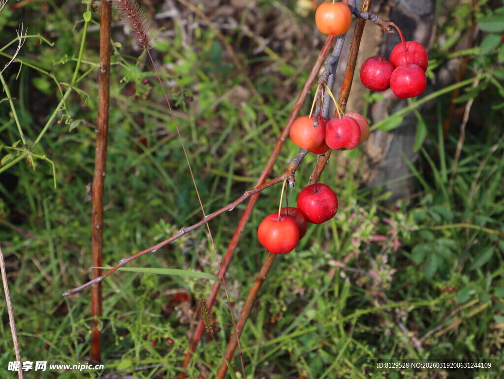 草丛中的鲜艳红果