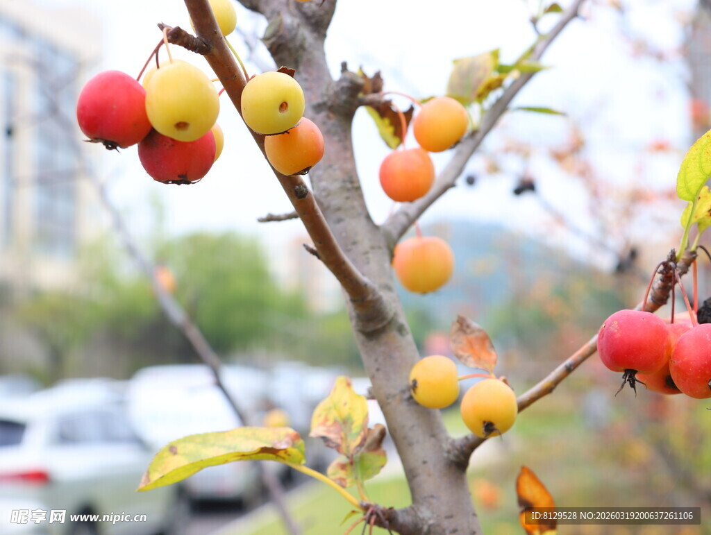 枝头硕果累累的柿子树