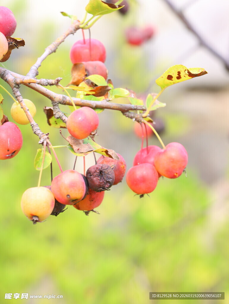 枝头红果挂秋意初显