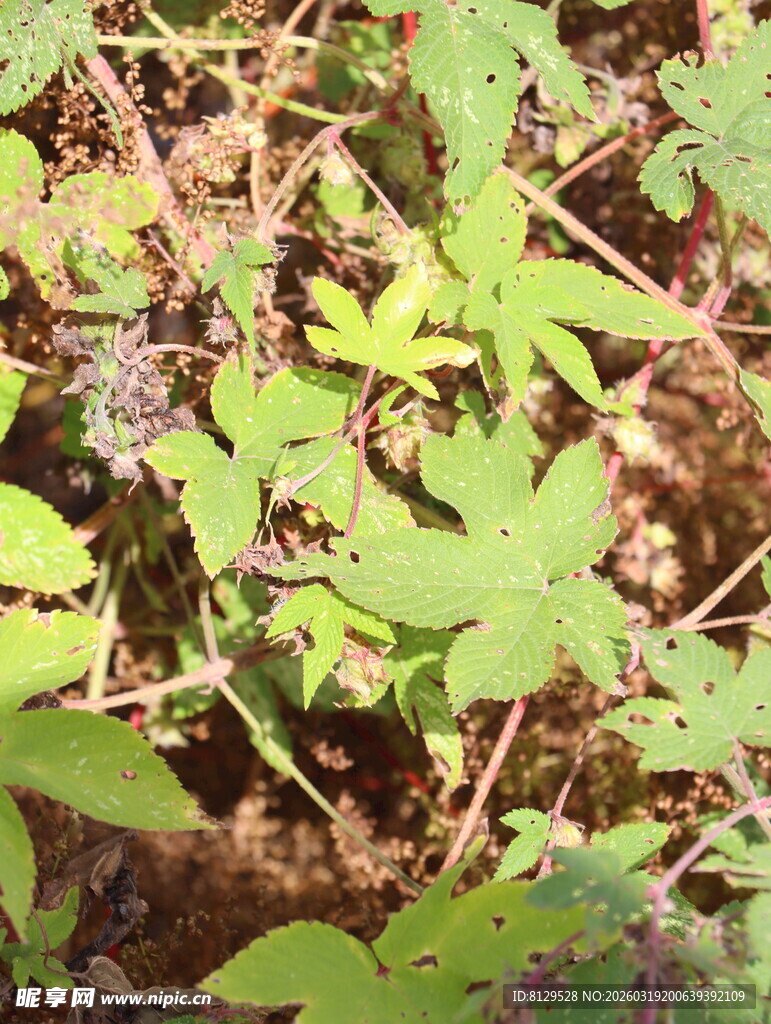 野外生长的绿色植物