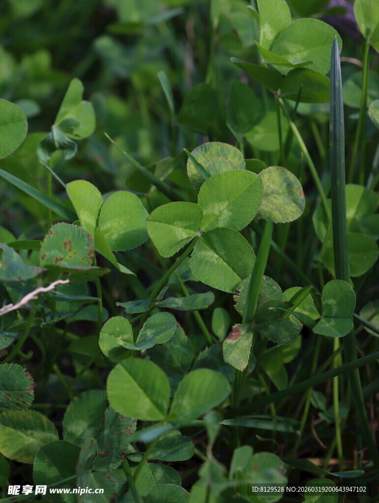嫩绿三叶草生机盎然