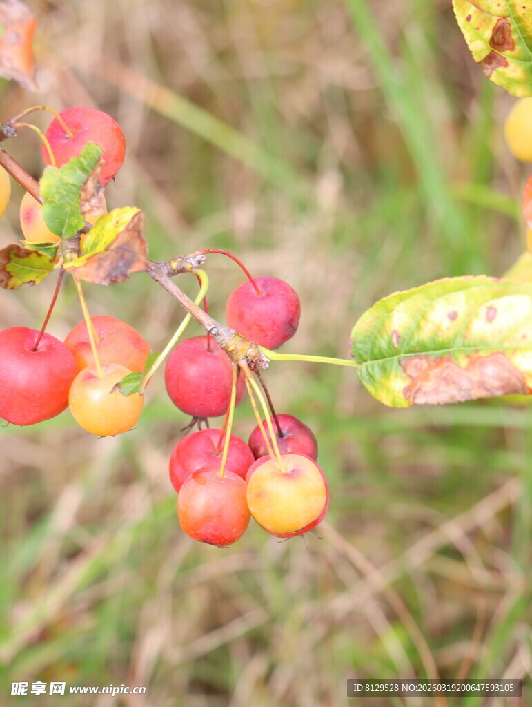 枝头红果秋日自然之美