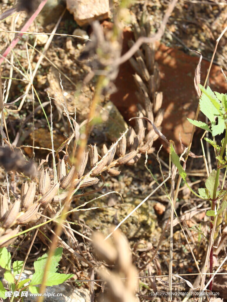 草丛中的植物枝叶