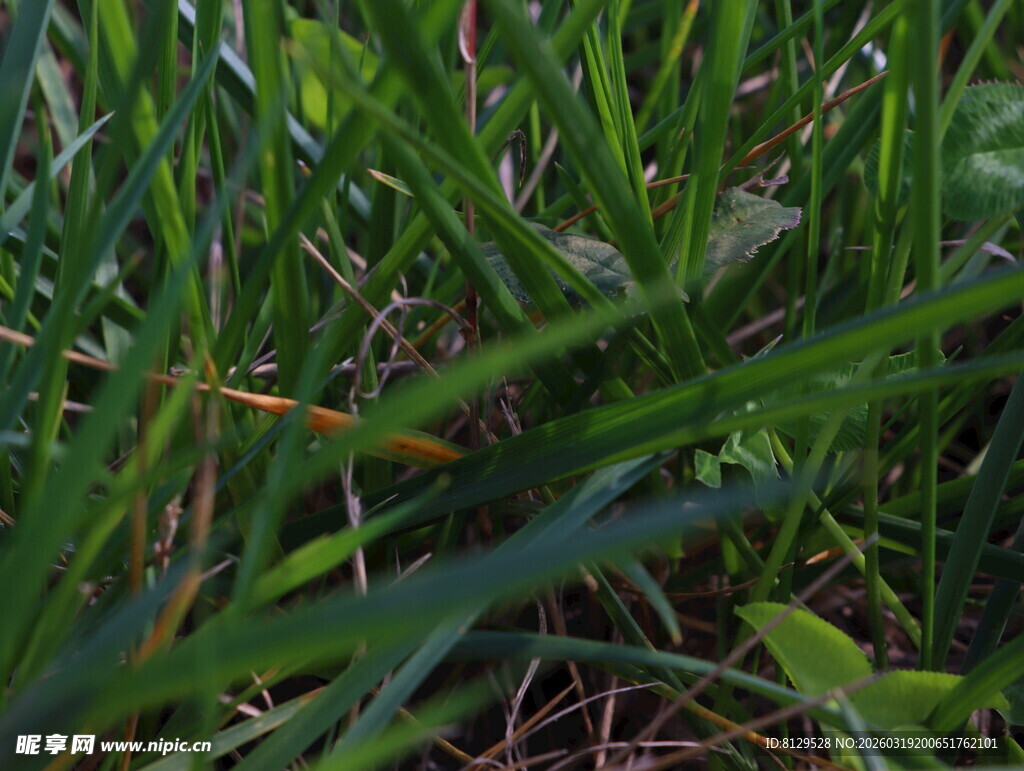 草丛中的绿意生机