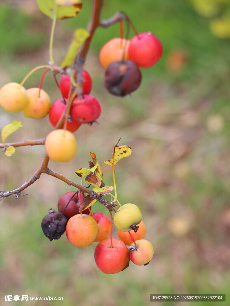 多彩浆果挂枝头