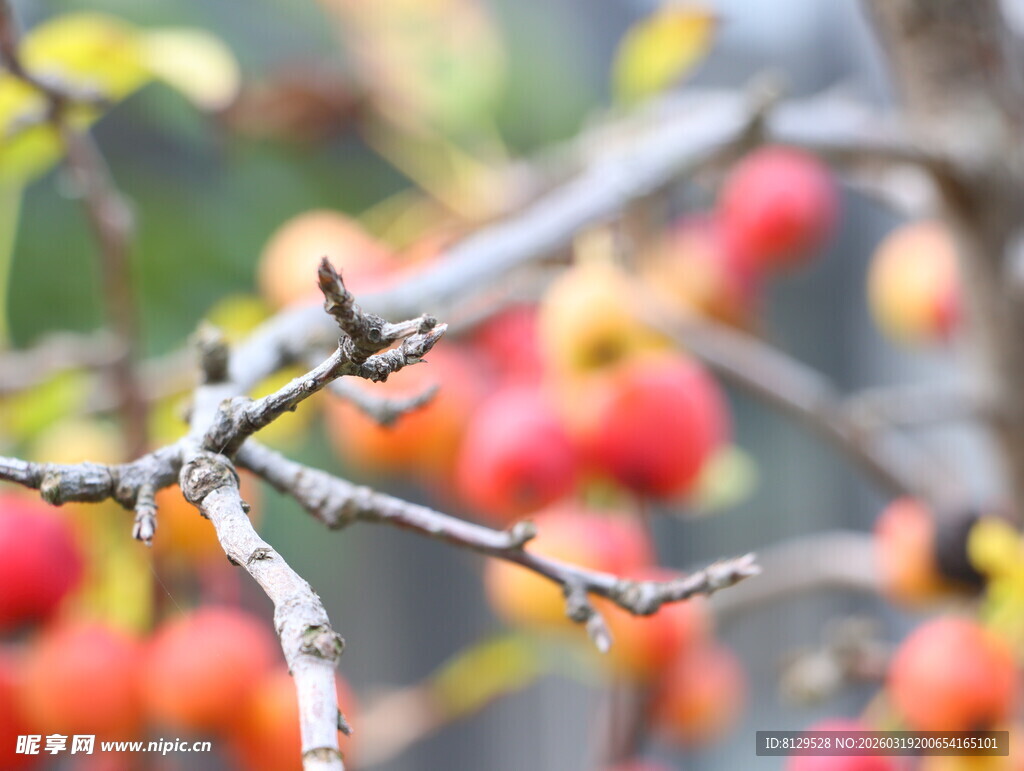 枝头红果秋日果实景致