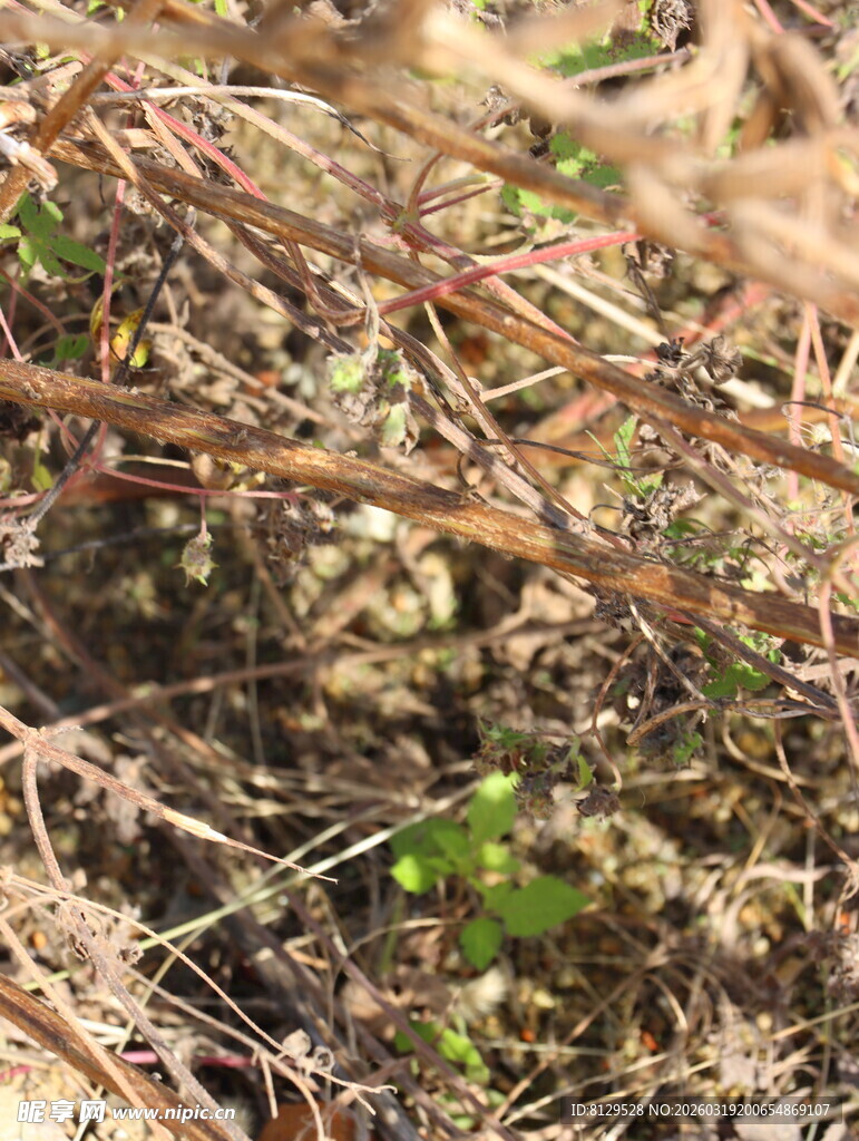 地面干枯植物与新生绿意