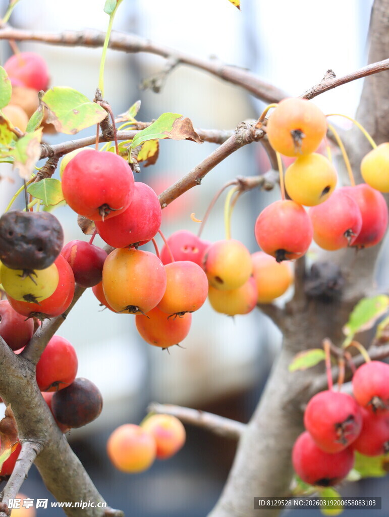 枝头多彩果实诱人