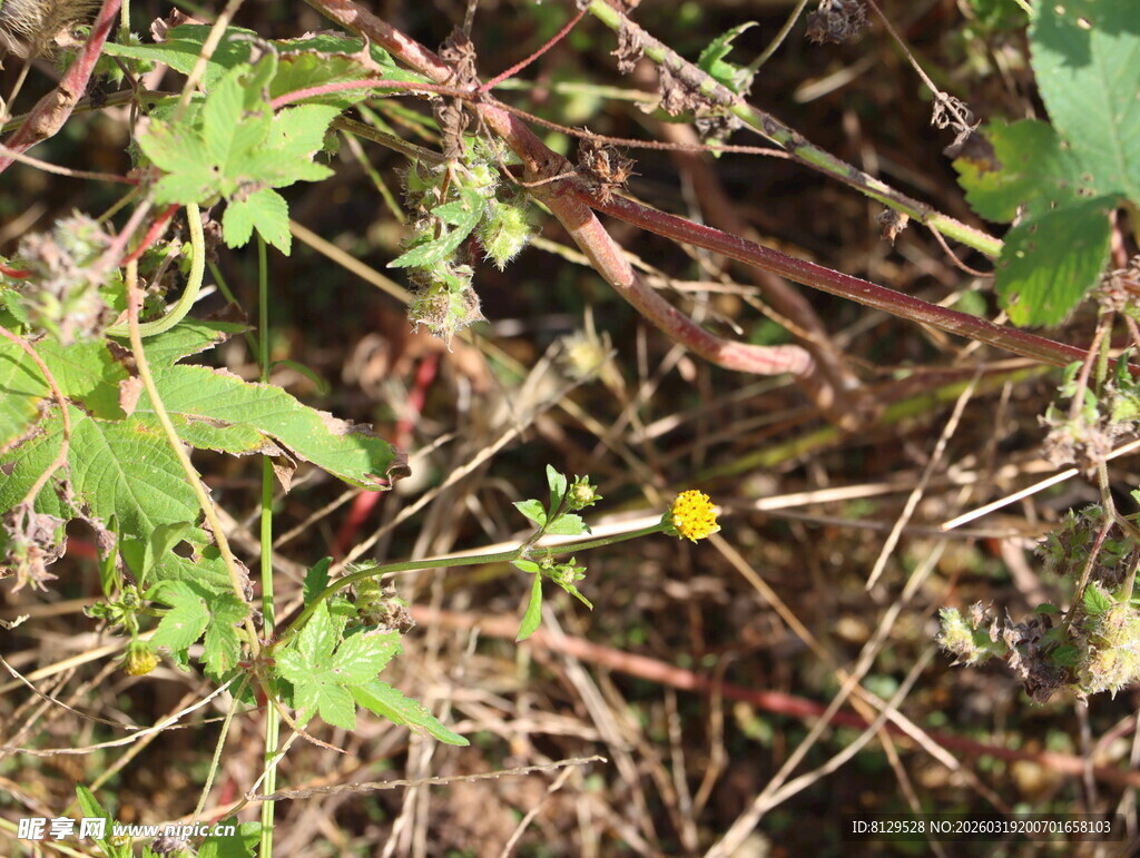 草丛中的黄色小花