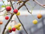 枝头彩色果实诱人景象