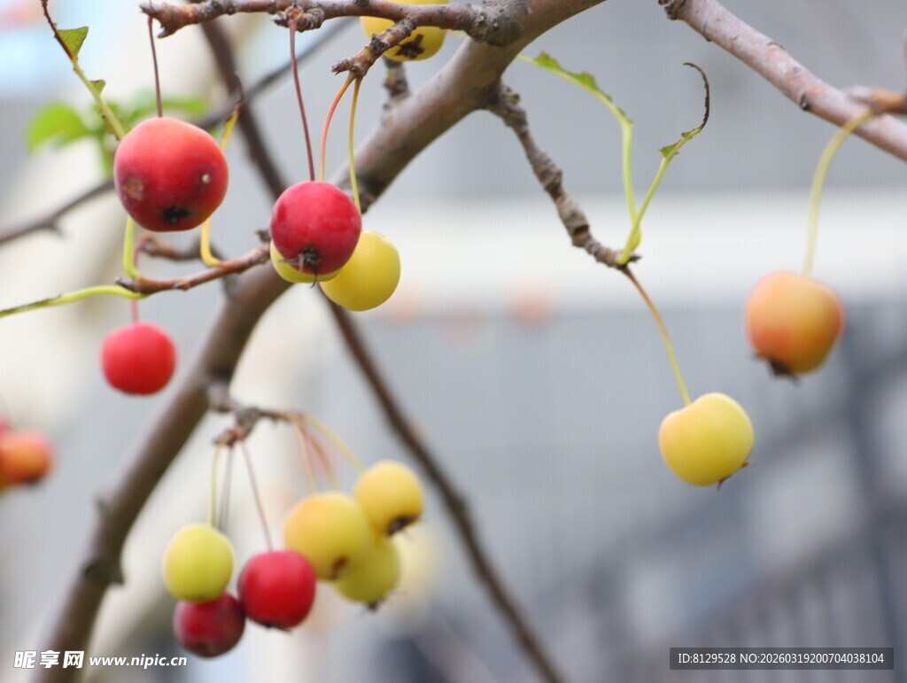 枝头彩色果实诱人景象