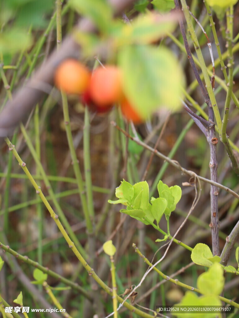 枝头红果伴绿叶