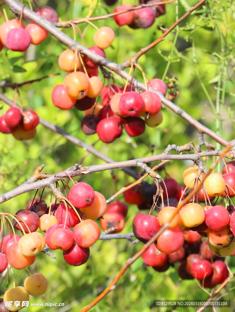 枝头红果累累