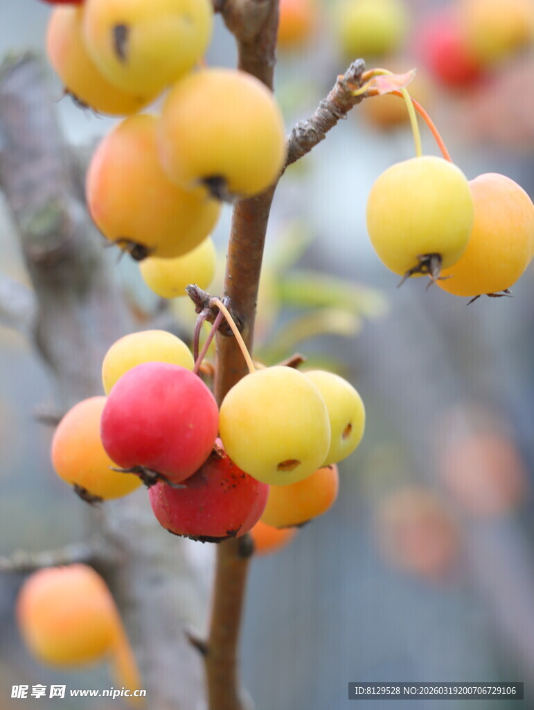 枝头多彩海棠果