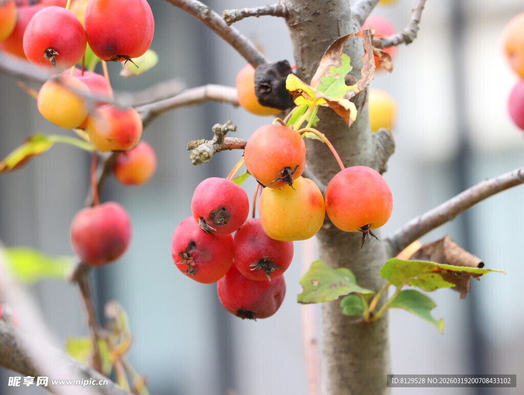 枝头鲜艳多彩的小果实