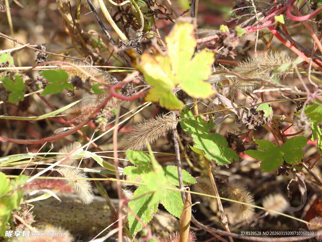 野外生长的黄色叶片植物