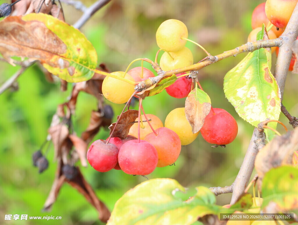 枝头多彩果实挂