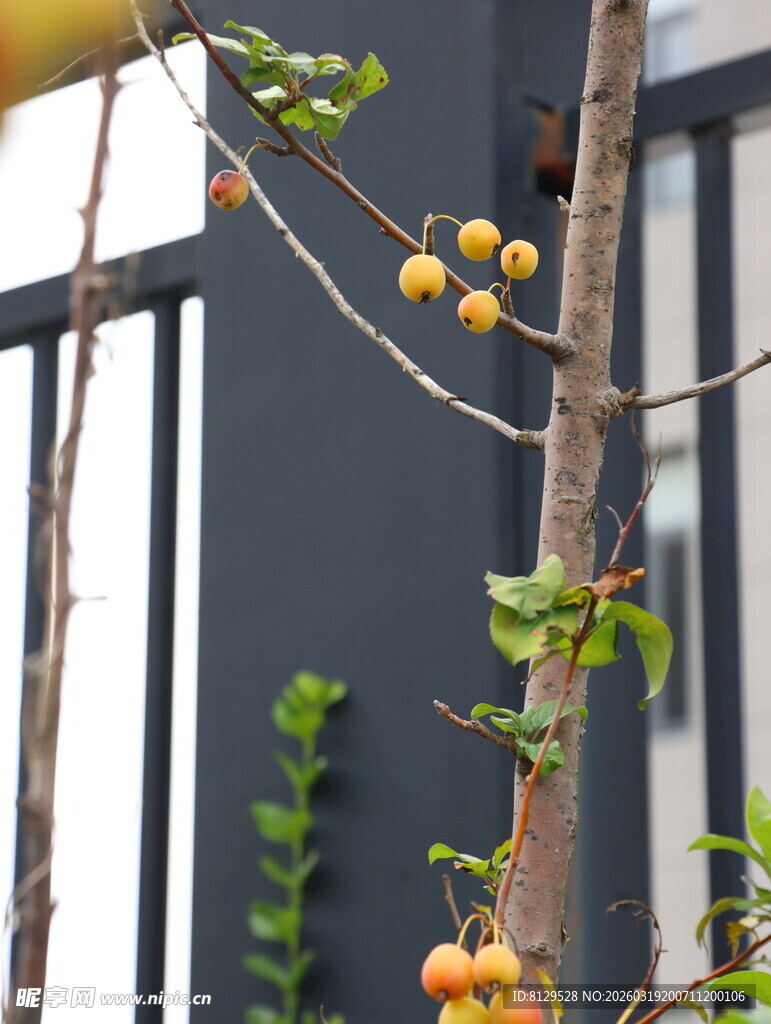 枝头挂果的柿子树